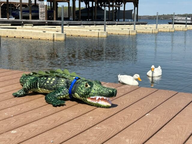 #lakethealligator Meet Lake, the Alligator!
