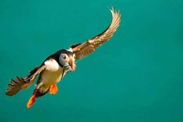 Skomer was beautiful 😍

#travel #travelphotography #travelgram #travelblogger #travelling #instatravel #traveling #traveller #traveler #travels #travelblog #wanderlust #ig #trip #travelingram #traveladdict #photography #traveltheworld #photooftheday #travellife #travelphoto #travelpics #instagood #beautifuldestinations #travelholic #nature #travelers #travellers #igtravel #travelpic